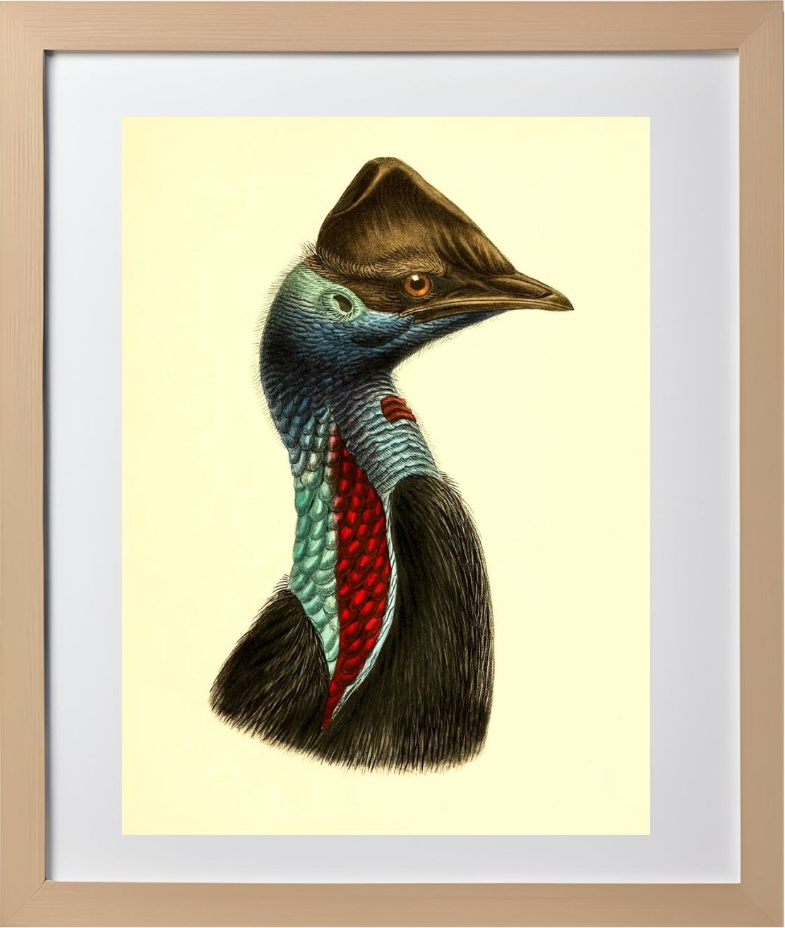 Casuarius Picticollis