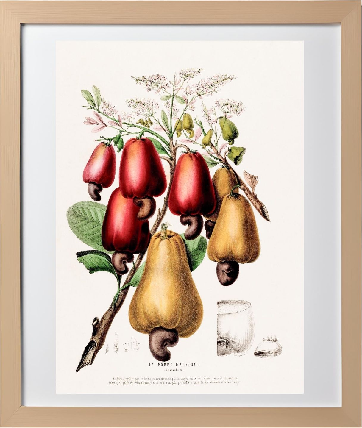 La Pomme d'Acajou (Anacardium)
