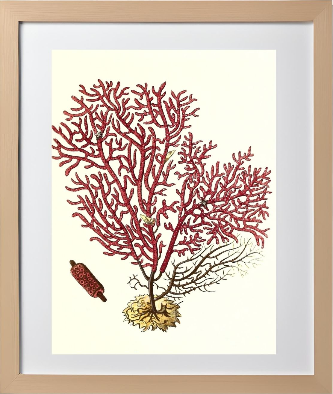 Gorgonia salappo