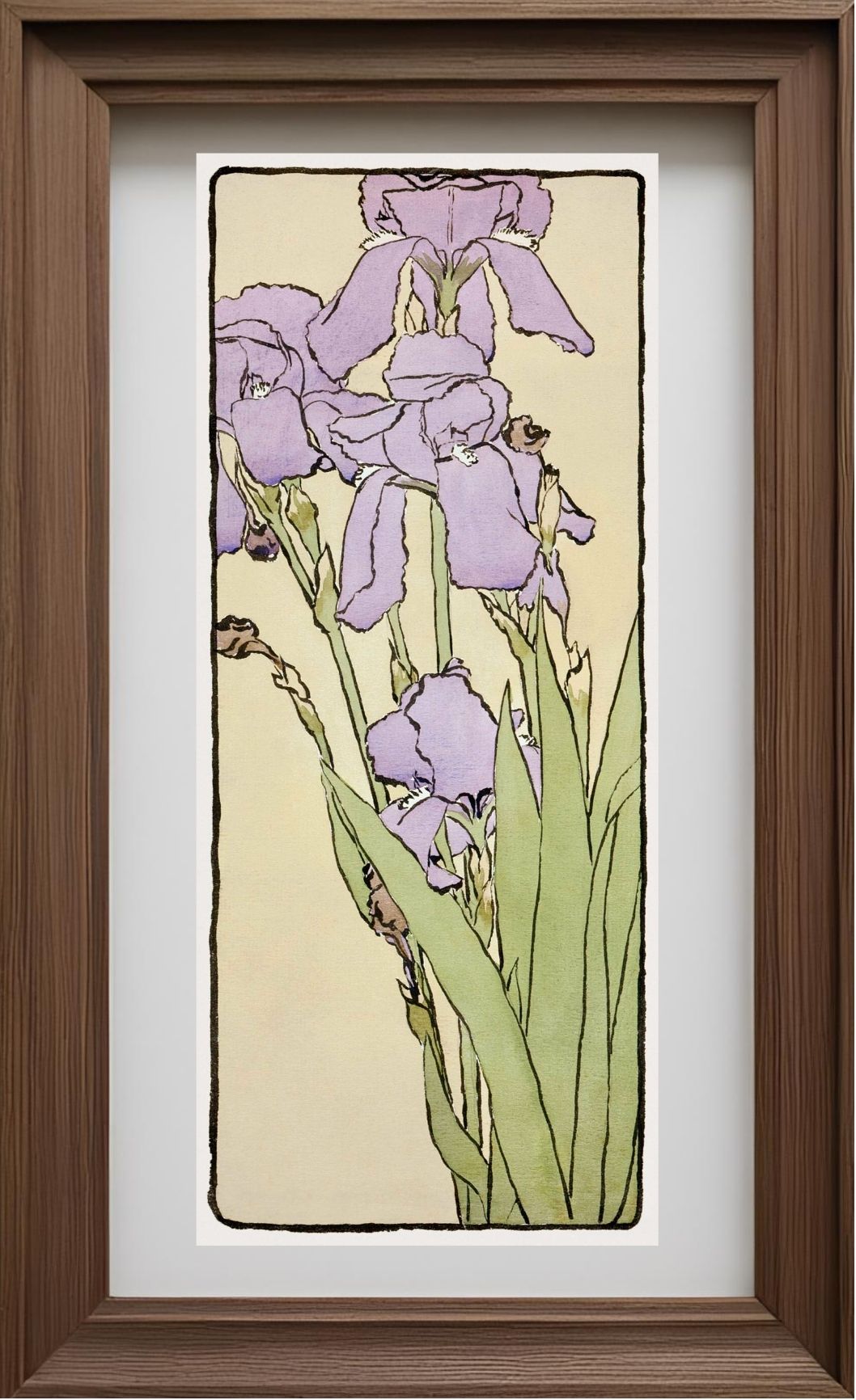 Iris