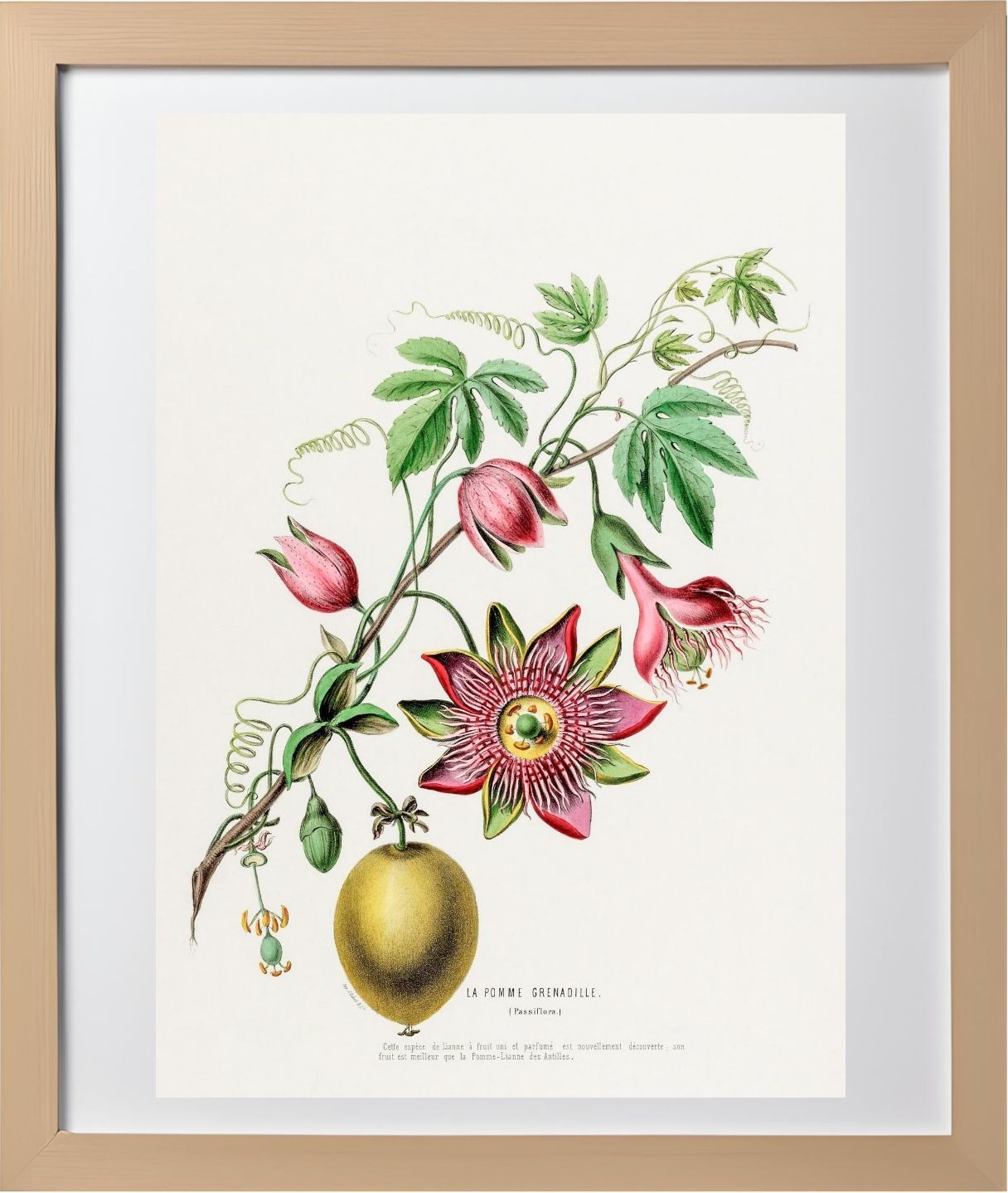 La Pomme Grenadille (Passiflora)
