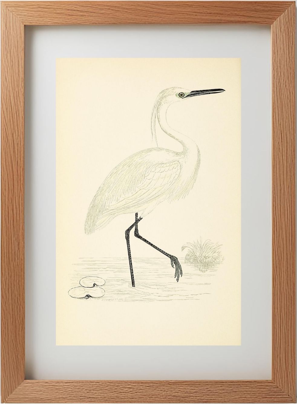 Little Egret