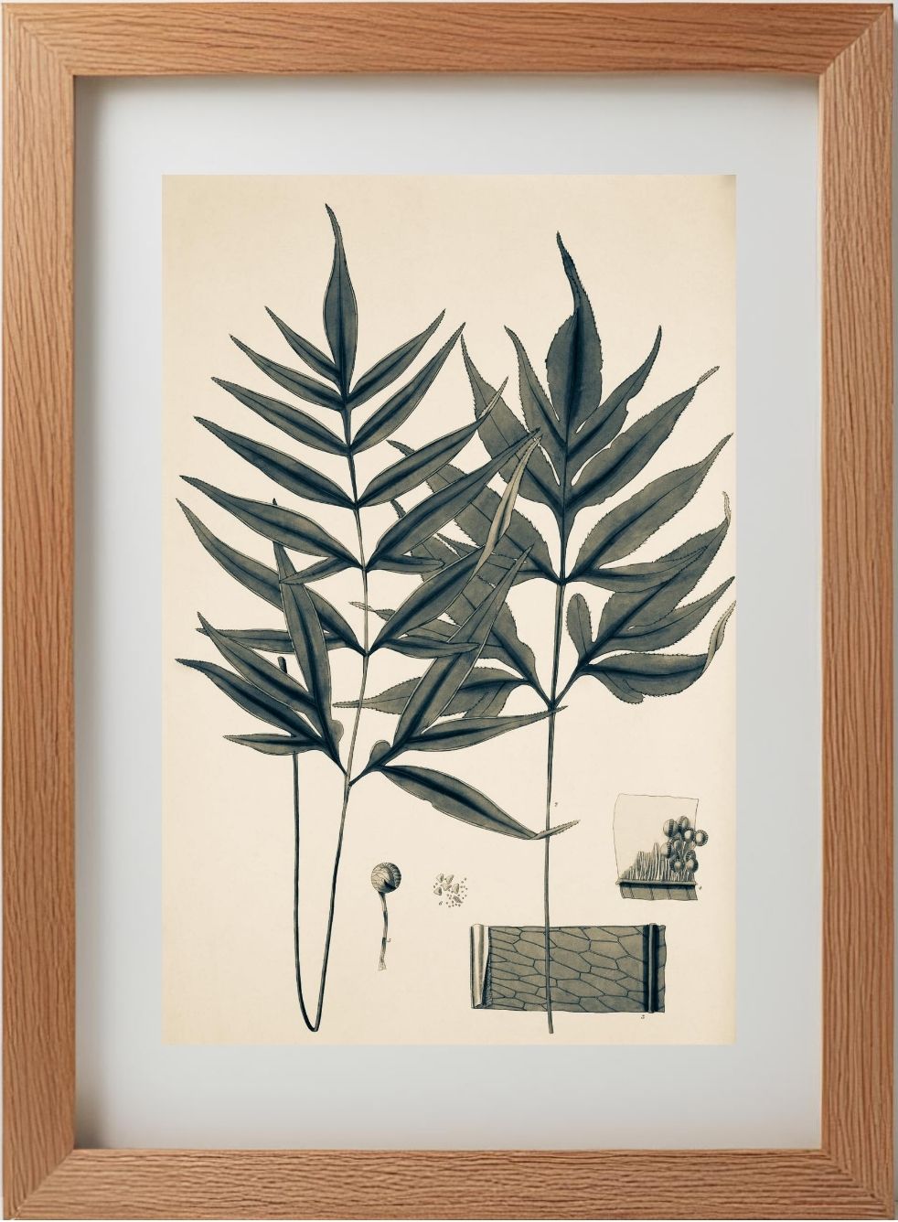 Pteris Denticulata
