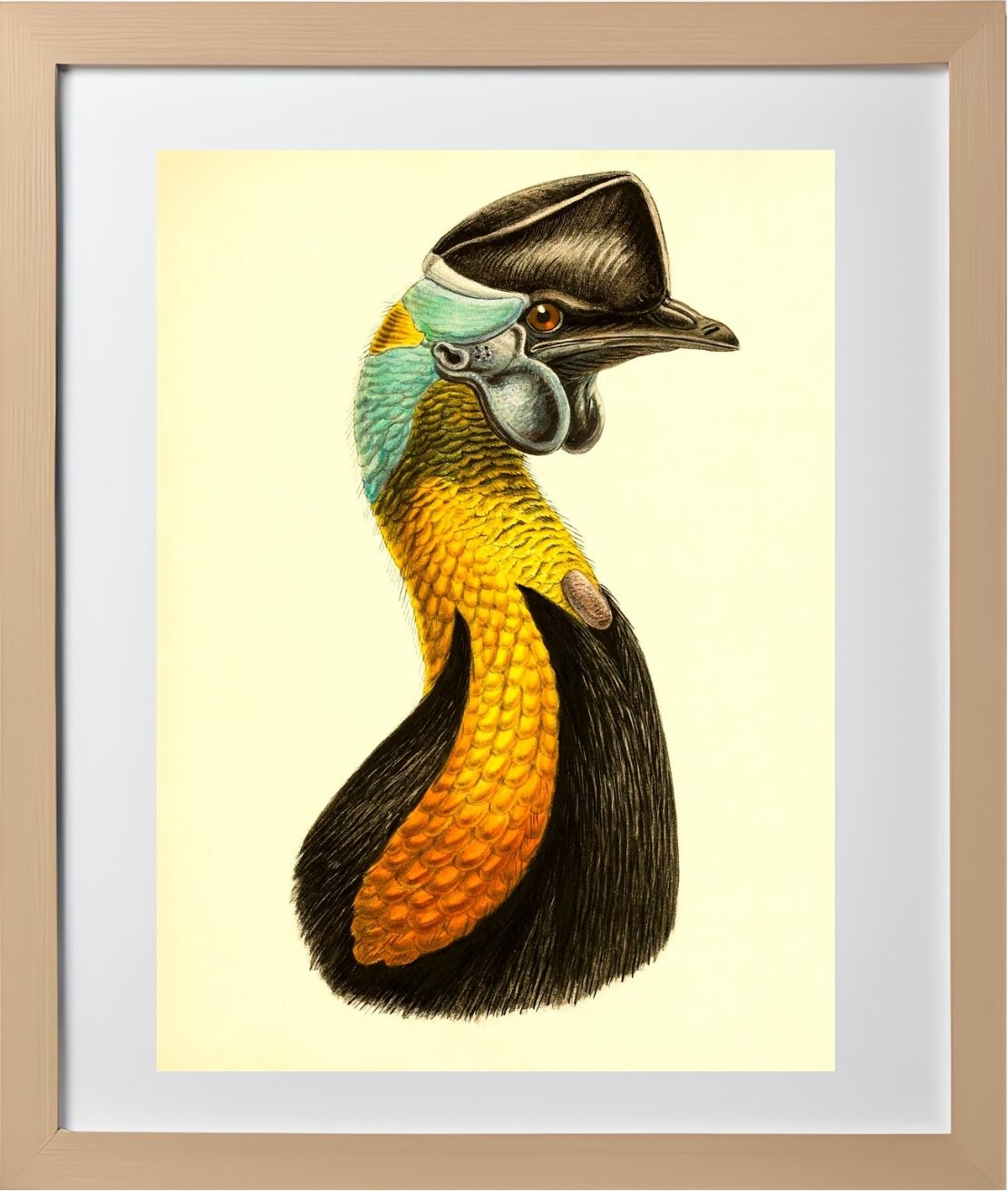 Casuarius Uniappendiculatus