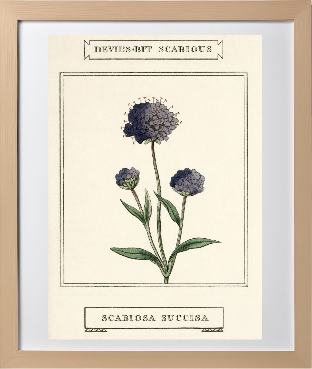 Devil's-Bit Scabious