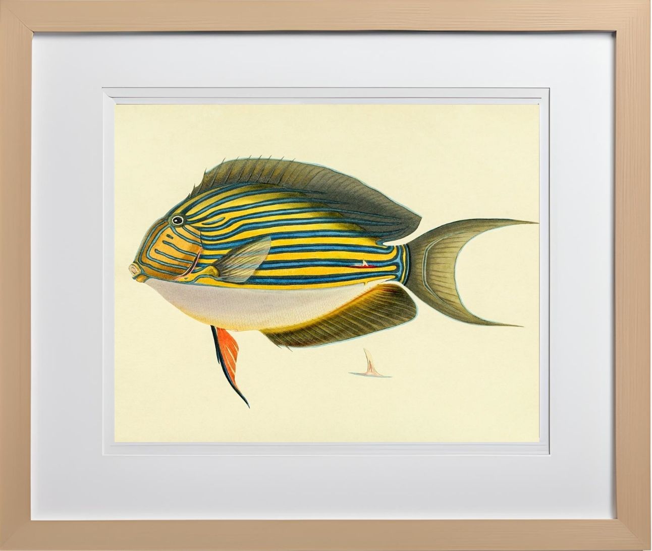 Acanthurus Vitatus