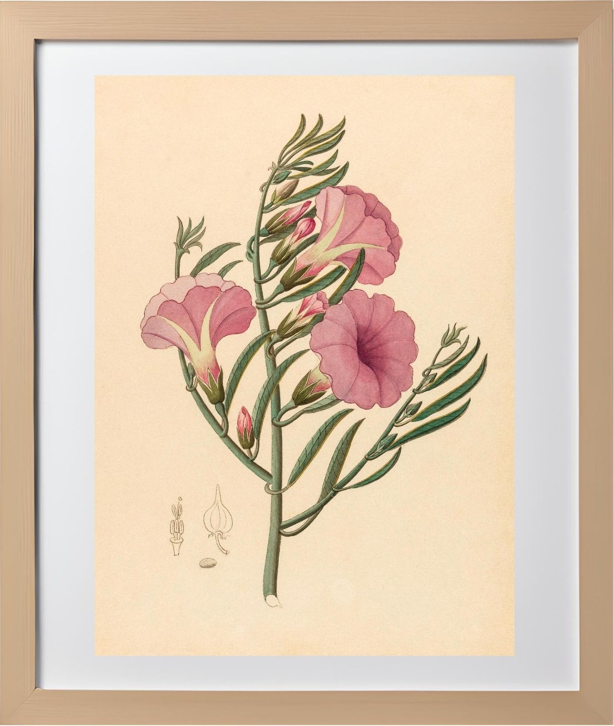 Convolvulus (Ipomoea Oenotheroides)