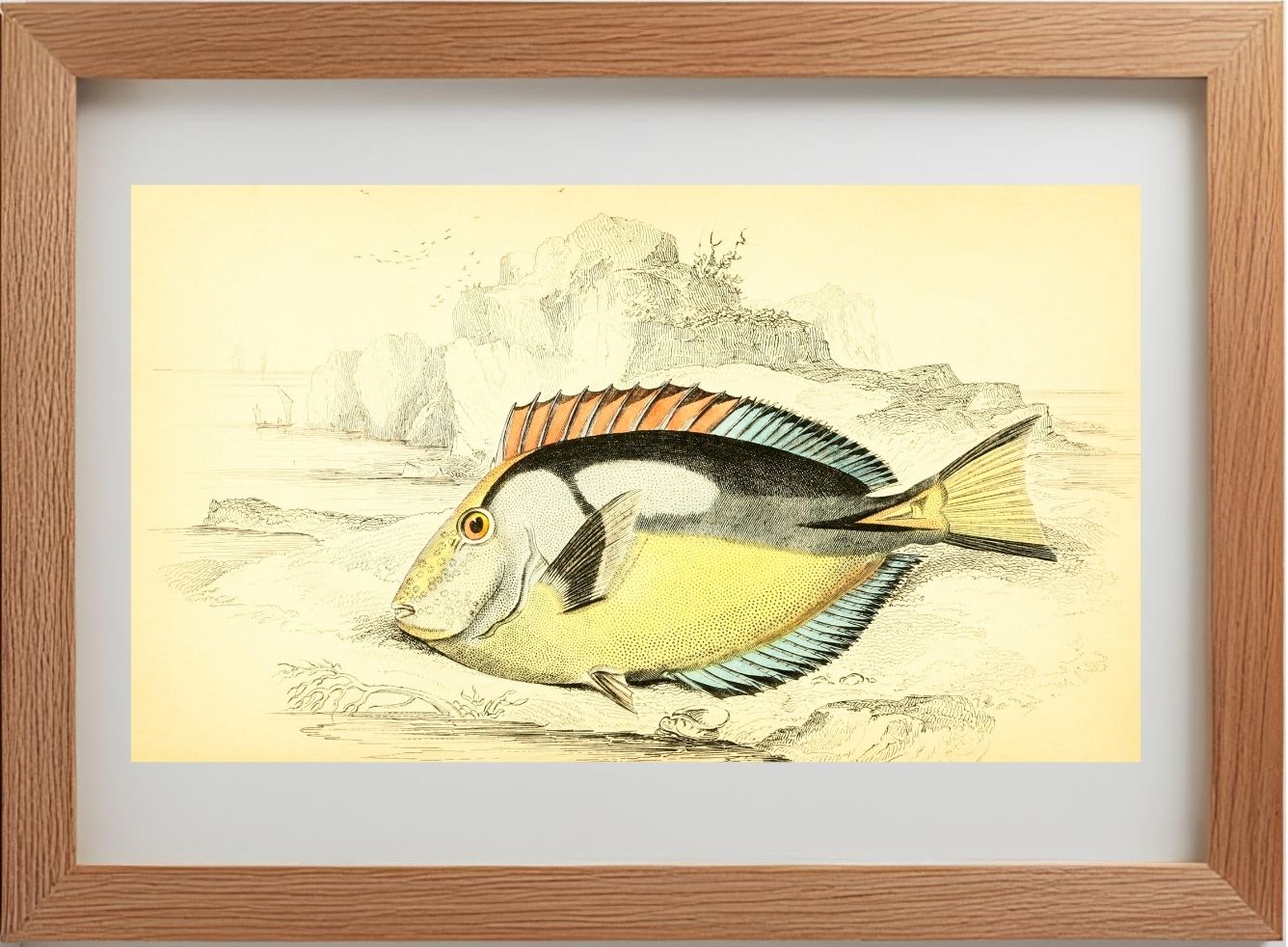 Yellow-Bellied Acanthurus