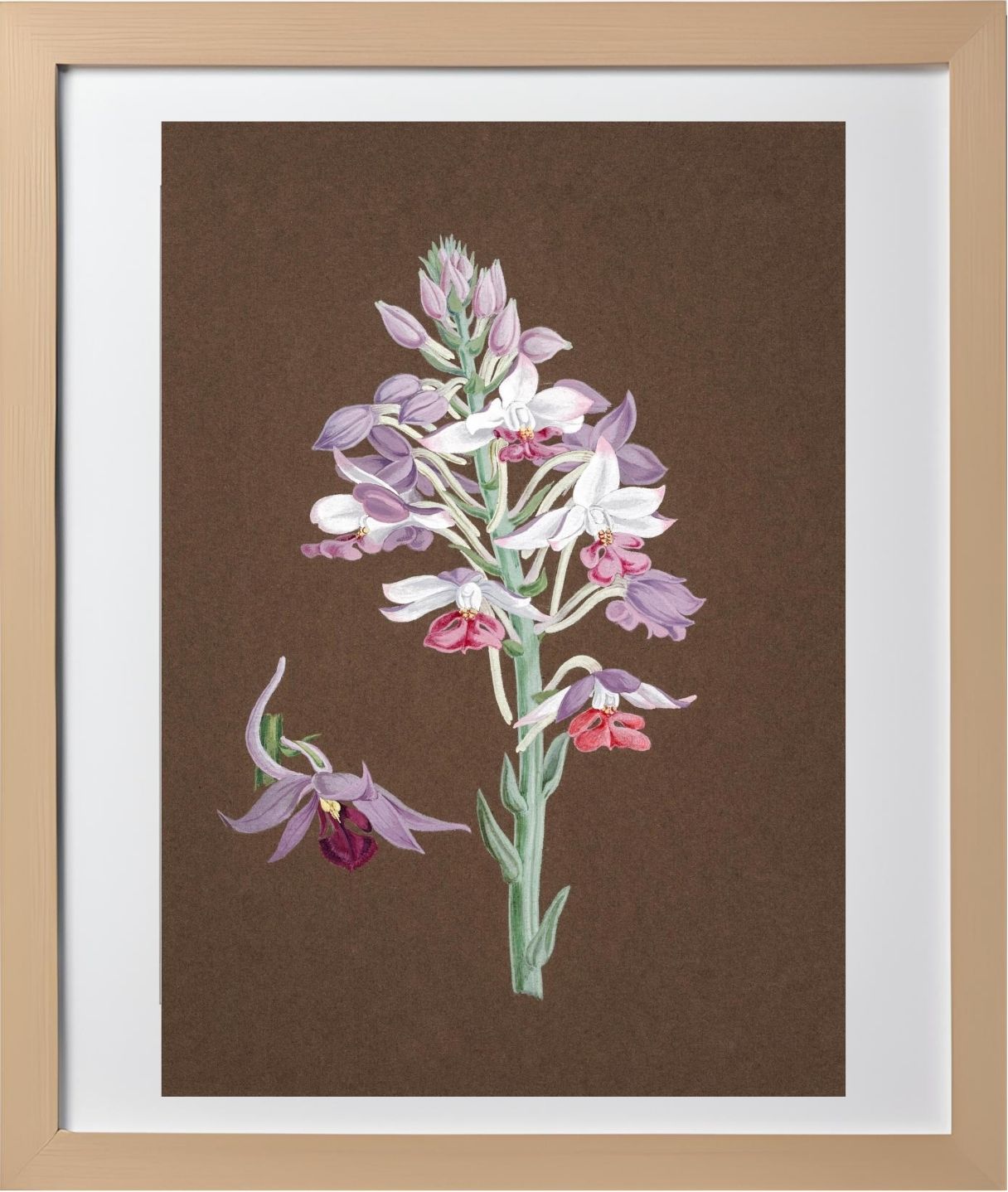 Calanthe Dominii