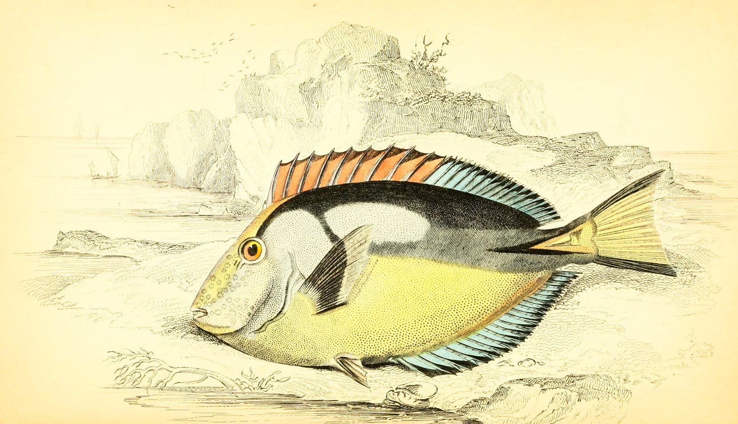 Yellow-Bellied Acanthurus