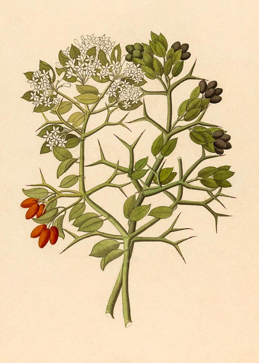 2 Species of Carisfa Arduina (Carissa Haematocarpa)