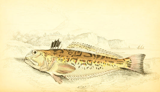 aquatic natural history of fishes 9