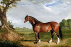 A Clydesdale Stallion