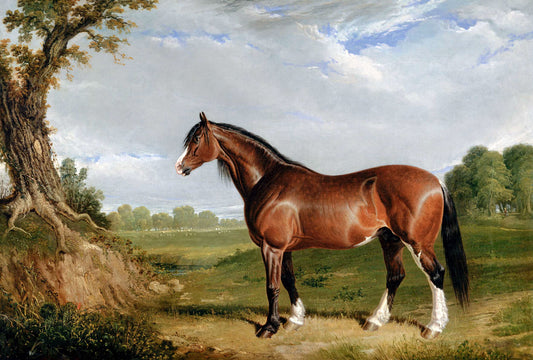 A Clydesdale Stallion