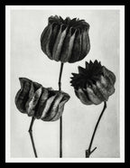 Abutilon (Lime Mallow) pod