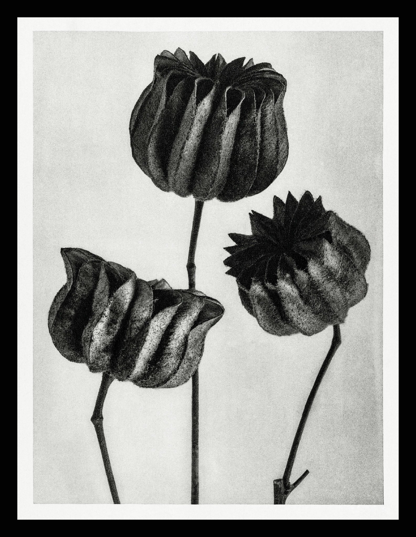Abutilon (Lime Mallow) pod