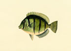 Acanthurus Hirudo