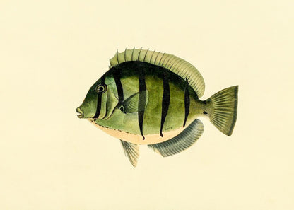 Acanthurus Hirudo