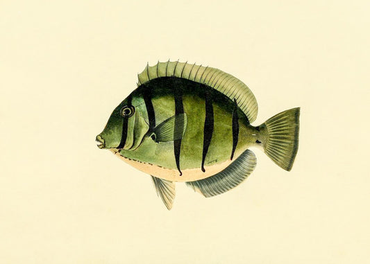 Acanthurus Hirudo