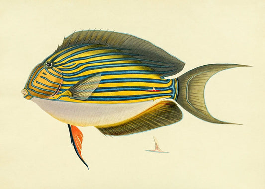 Acanthurus Vitatus