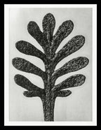 Achillea Umbellata (Yarrow Leaf)