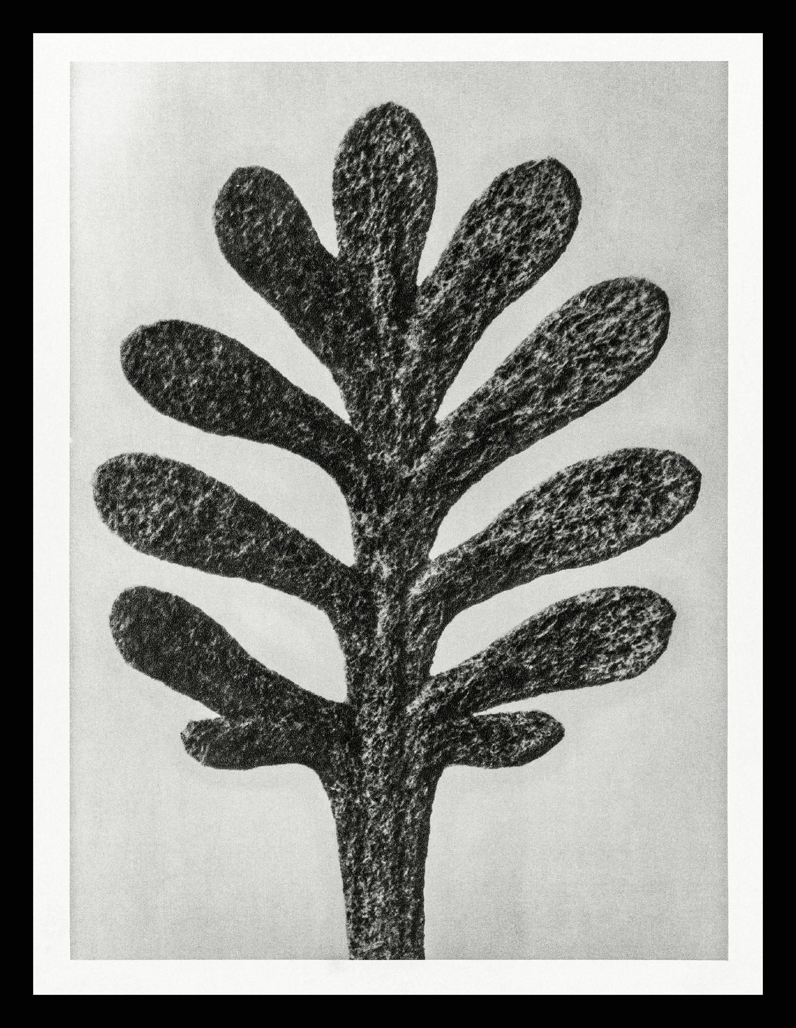 Achillea Umbellata (Yarrow Leaf)