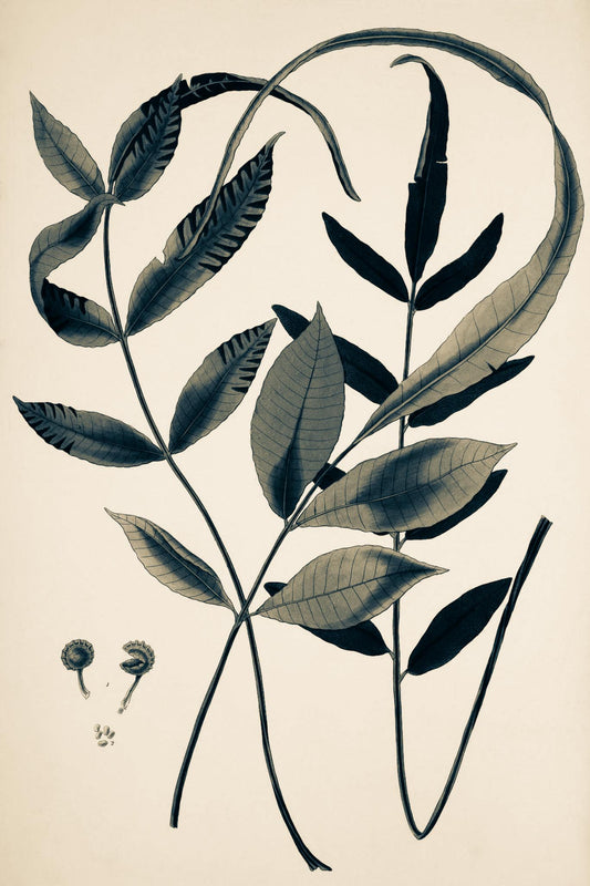 Acrostichum Flagelliferum