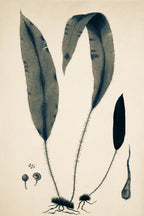 Acrostichum Hybridum