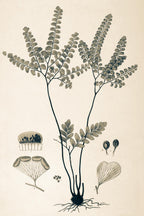 Adiantum Amoenum