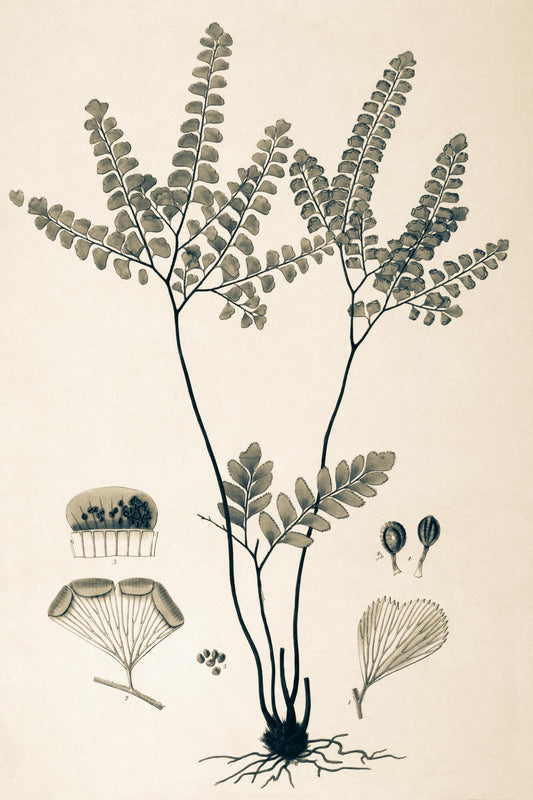 Adiantum Amoenum