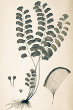 Adiantum Lunulatum