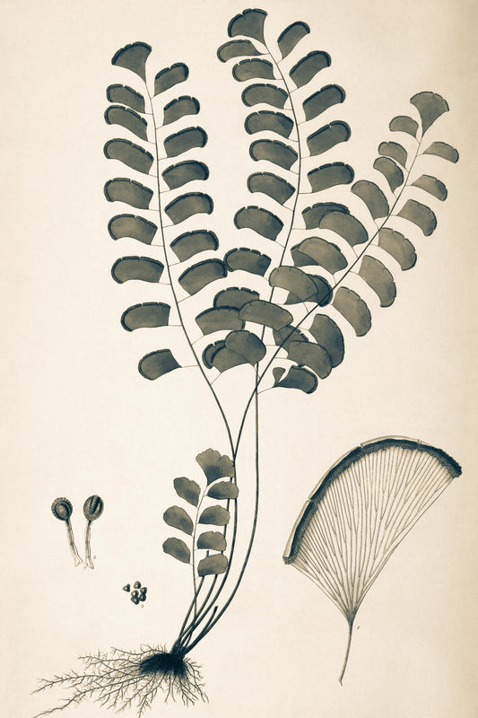 Adiantum Lunulatum