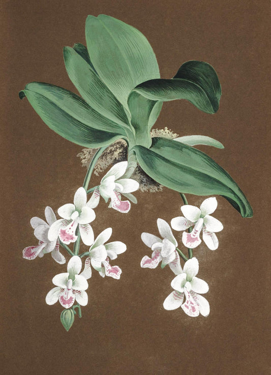 Aerides Japonicum