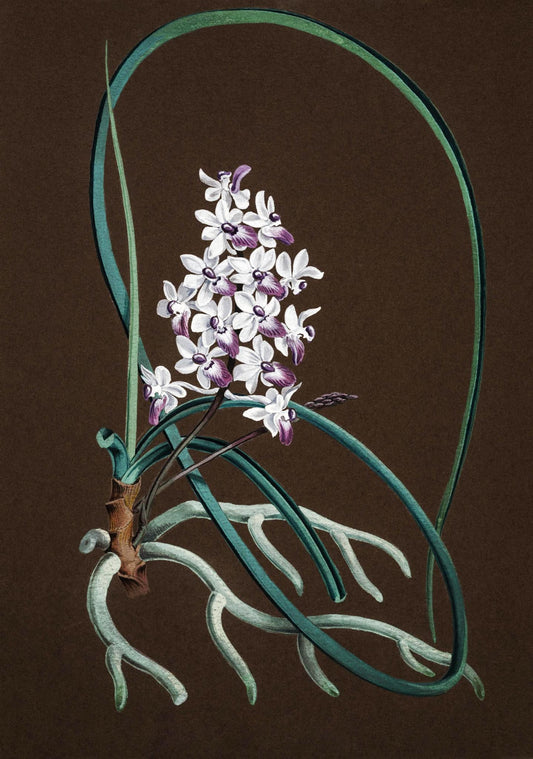 Aerides Mitratum