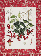 Aeschynanthus Peelii