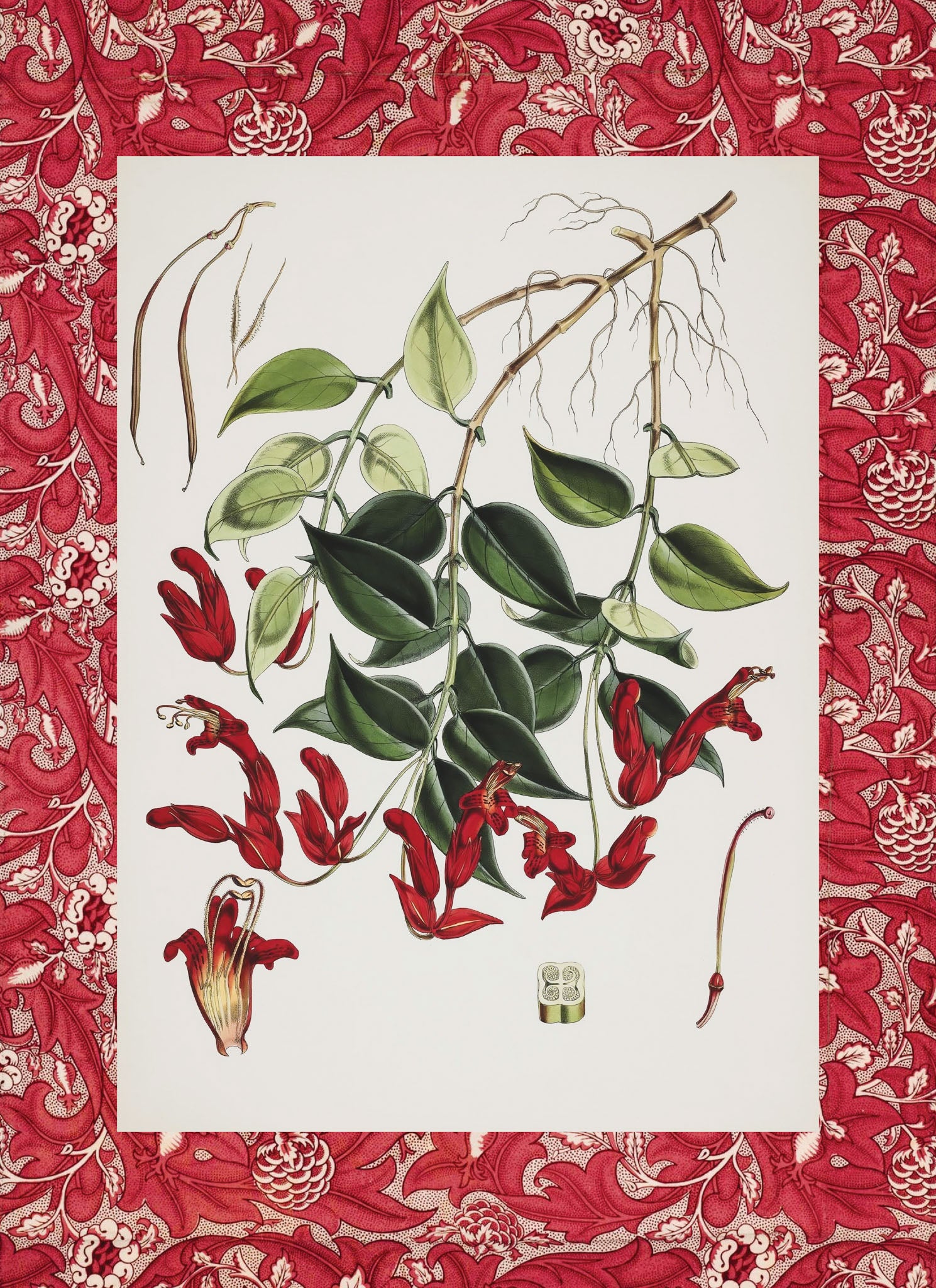 Aeschynanthus Peelii