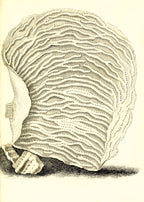 Agaricia undata