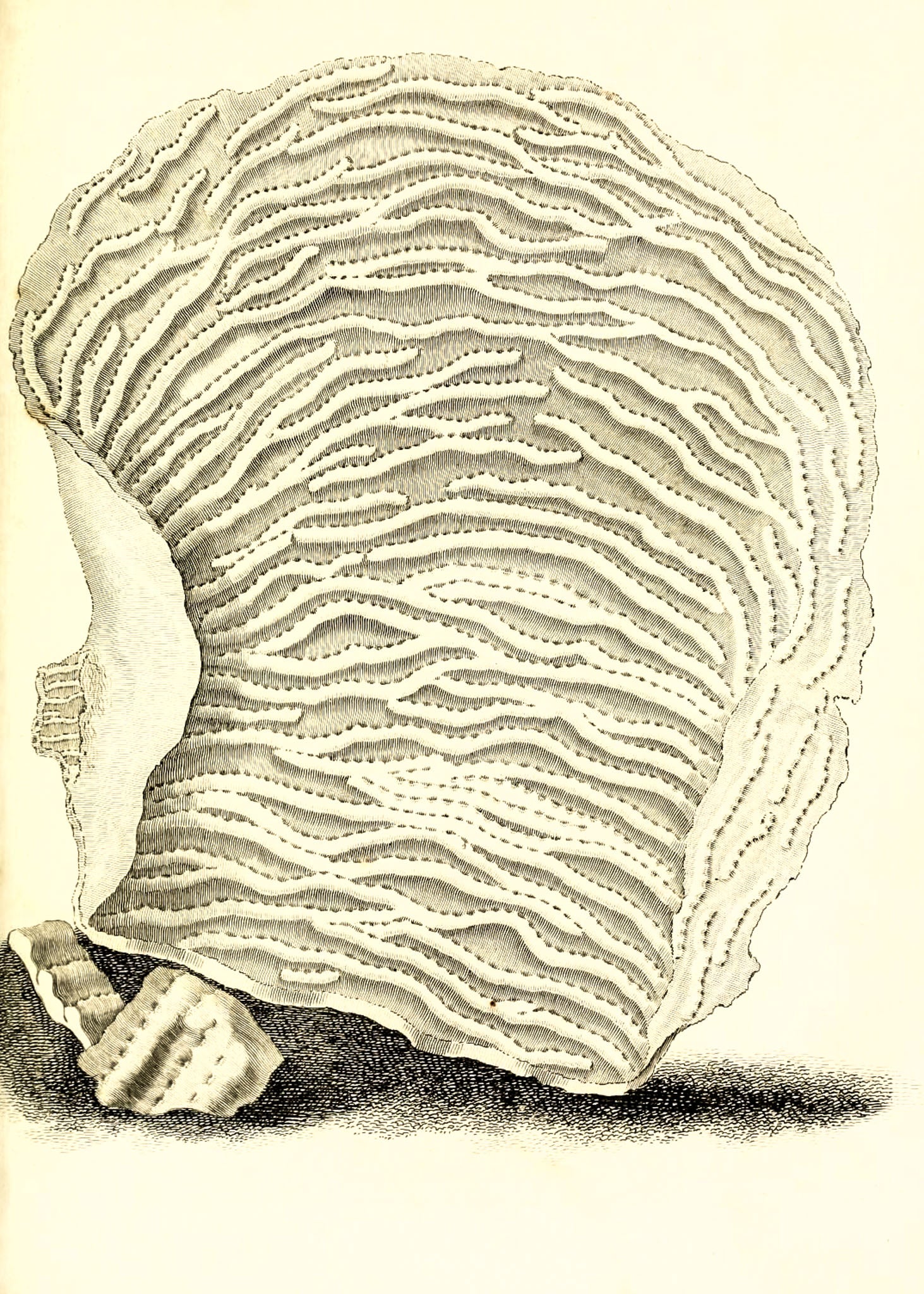 Agaricia undata