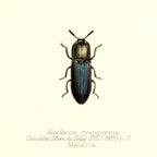 Alaolacon Cyanipennis