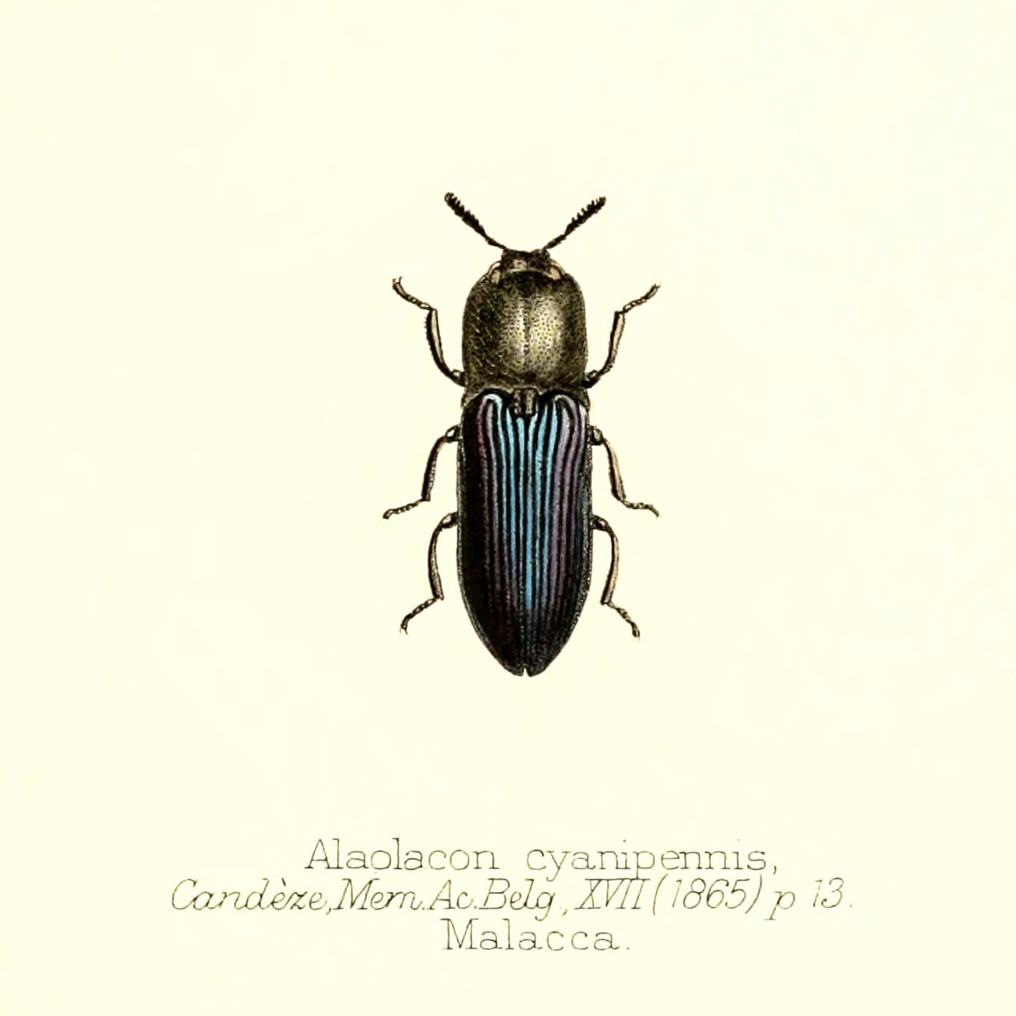 Alaolacon Cyanipennis
