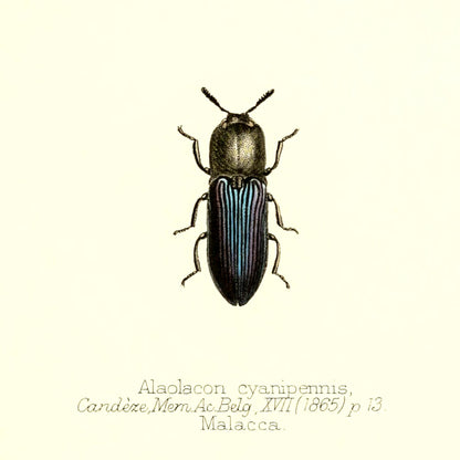 Alaolacon Cyanipennis