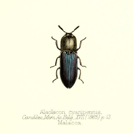 Alaolacon Cyanipennis