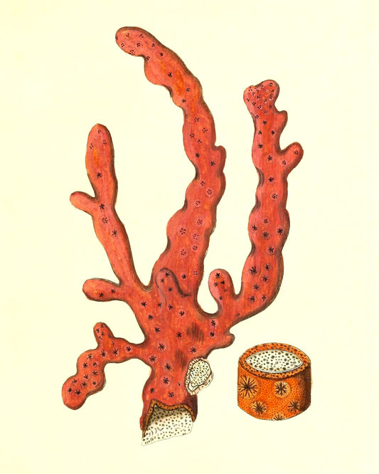 Alcyonium arboreum
