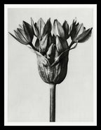 Allium Ostroroskianum (Ornamental Onion)