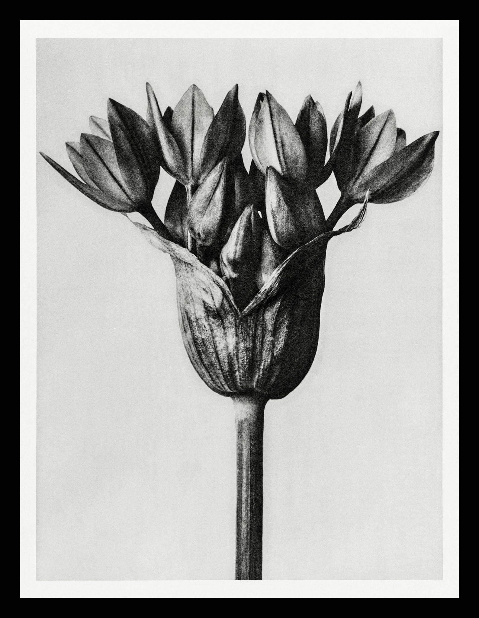 Allium Ostroroskianum (Ornamental Onion)