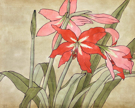 Amaryllis