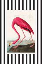 American Flamingo
