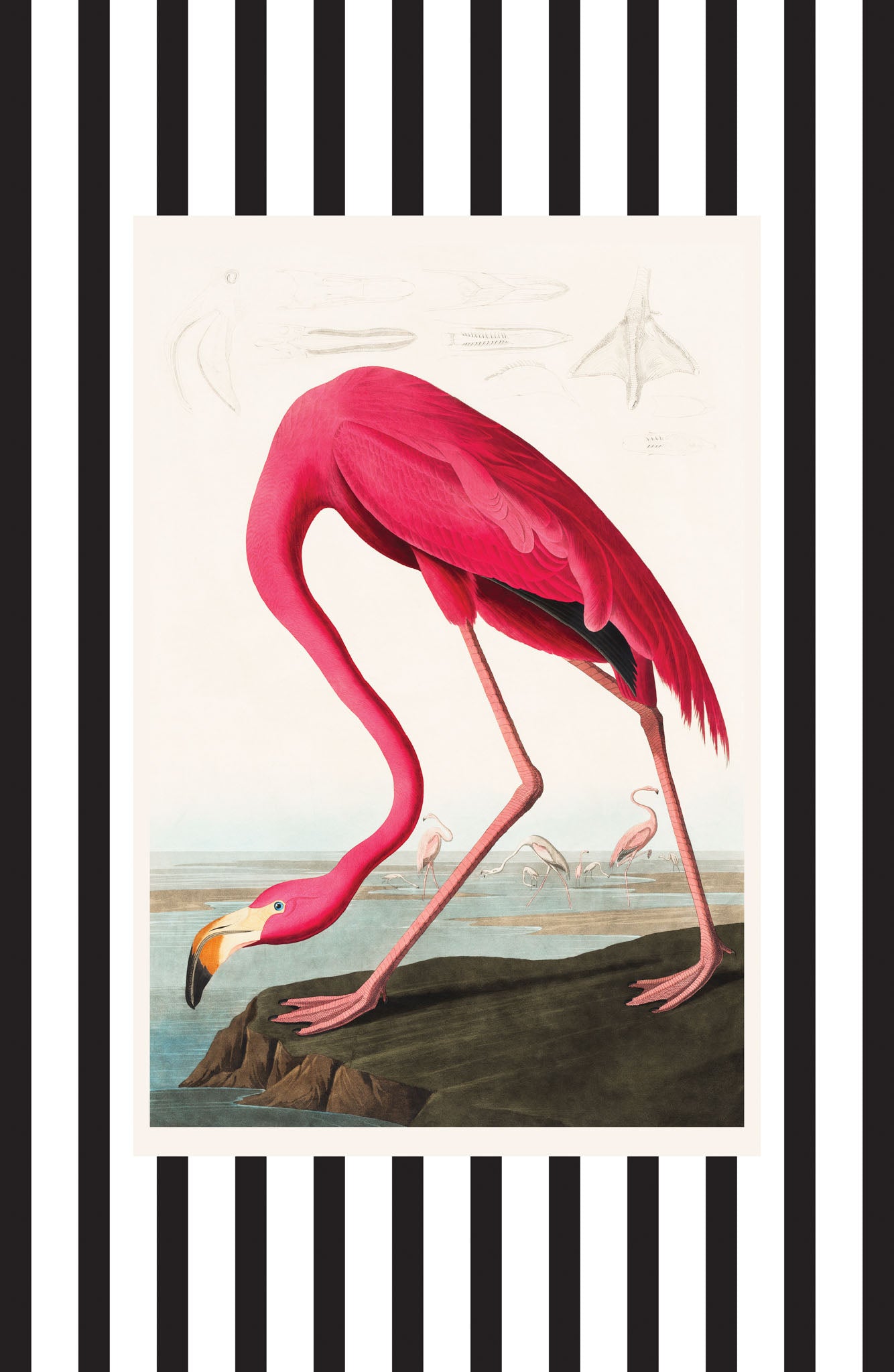 American Flamingo