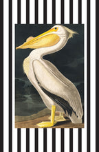 American White Pelican