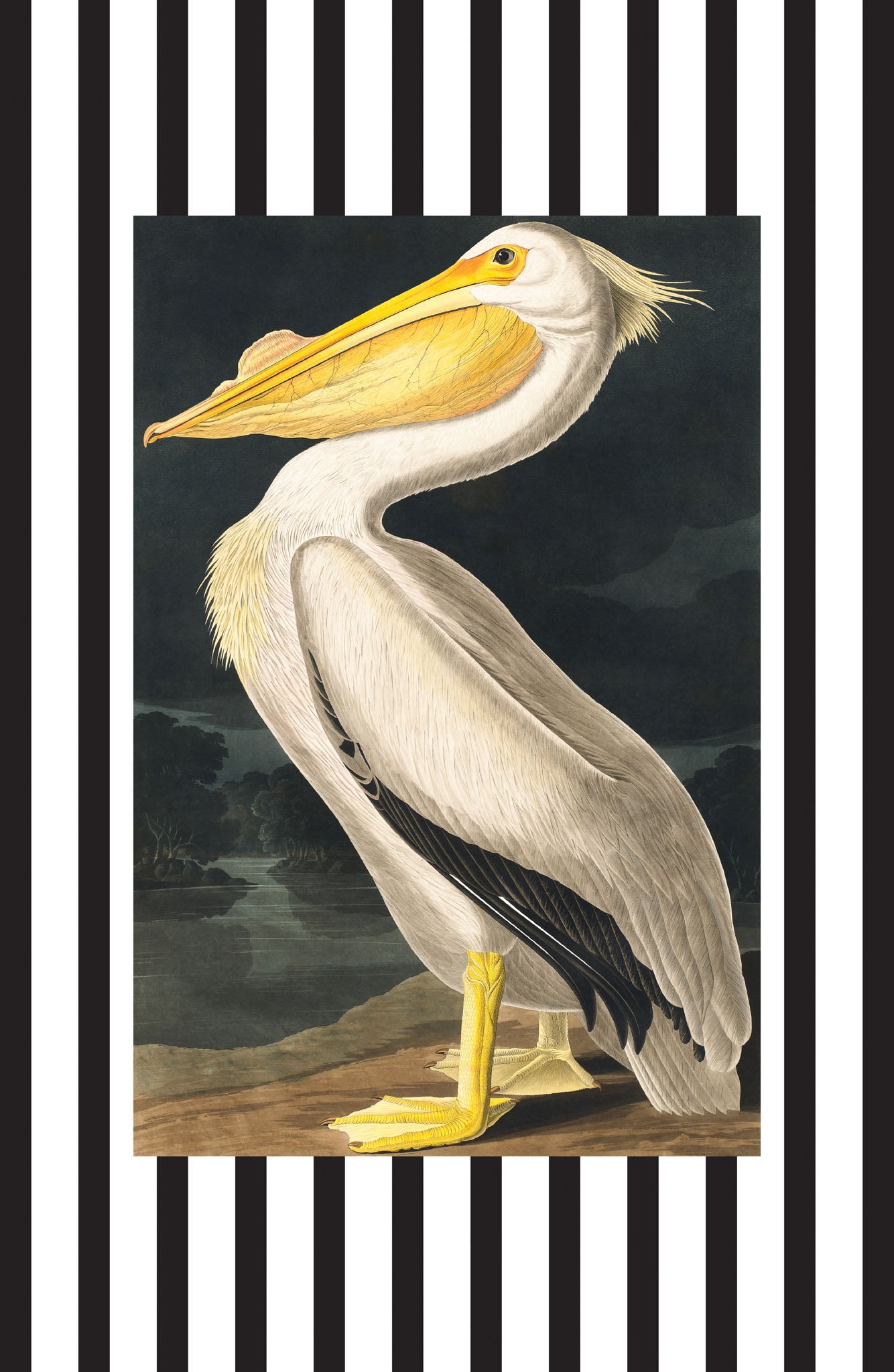 American White Pelican